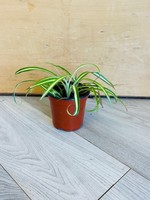 4" Spider Plant