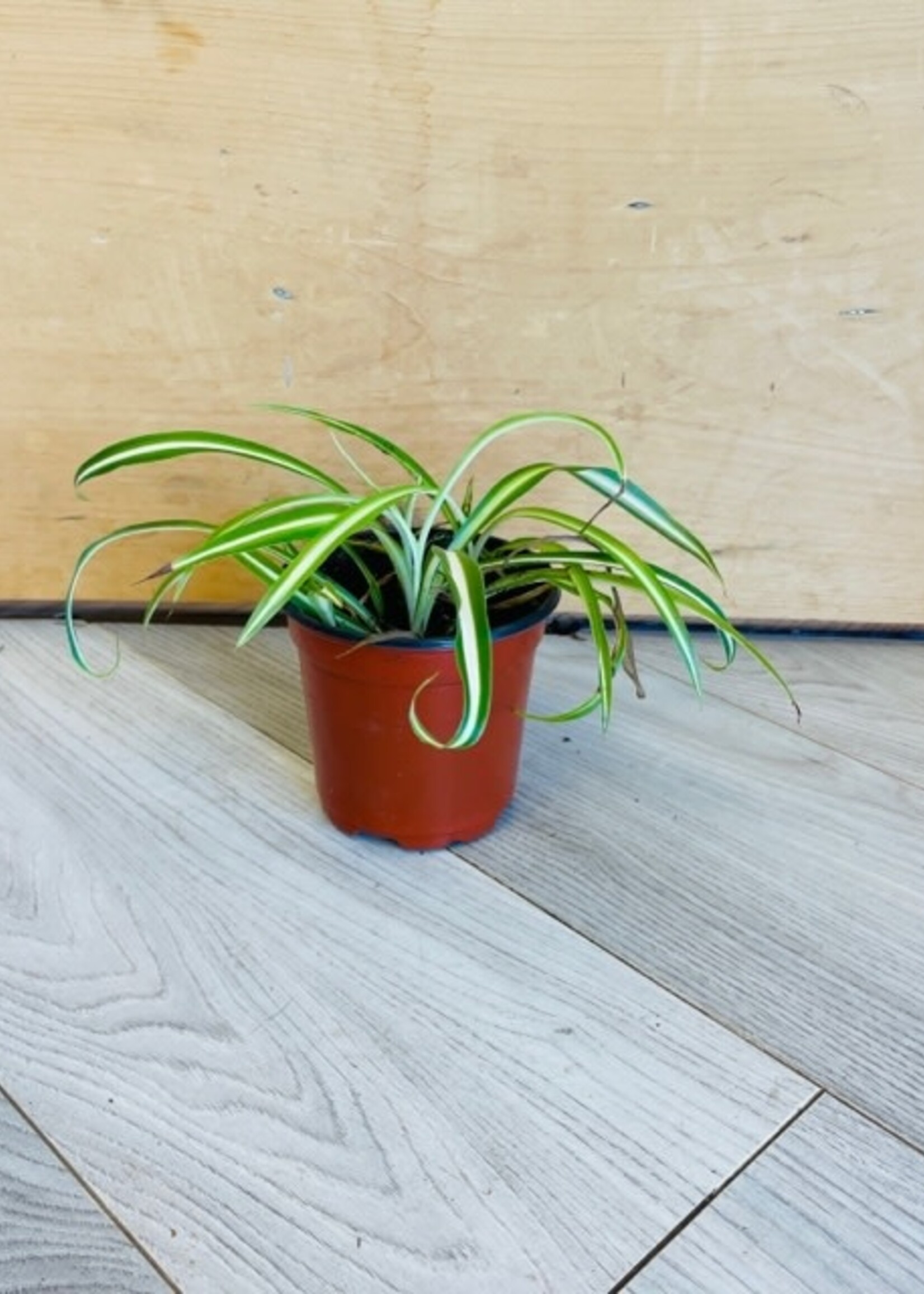4" Spider Plant
