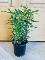4'' Varigated False Aralia