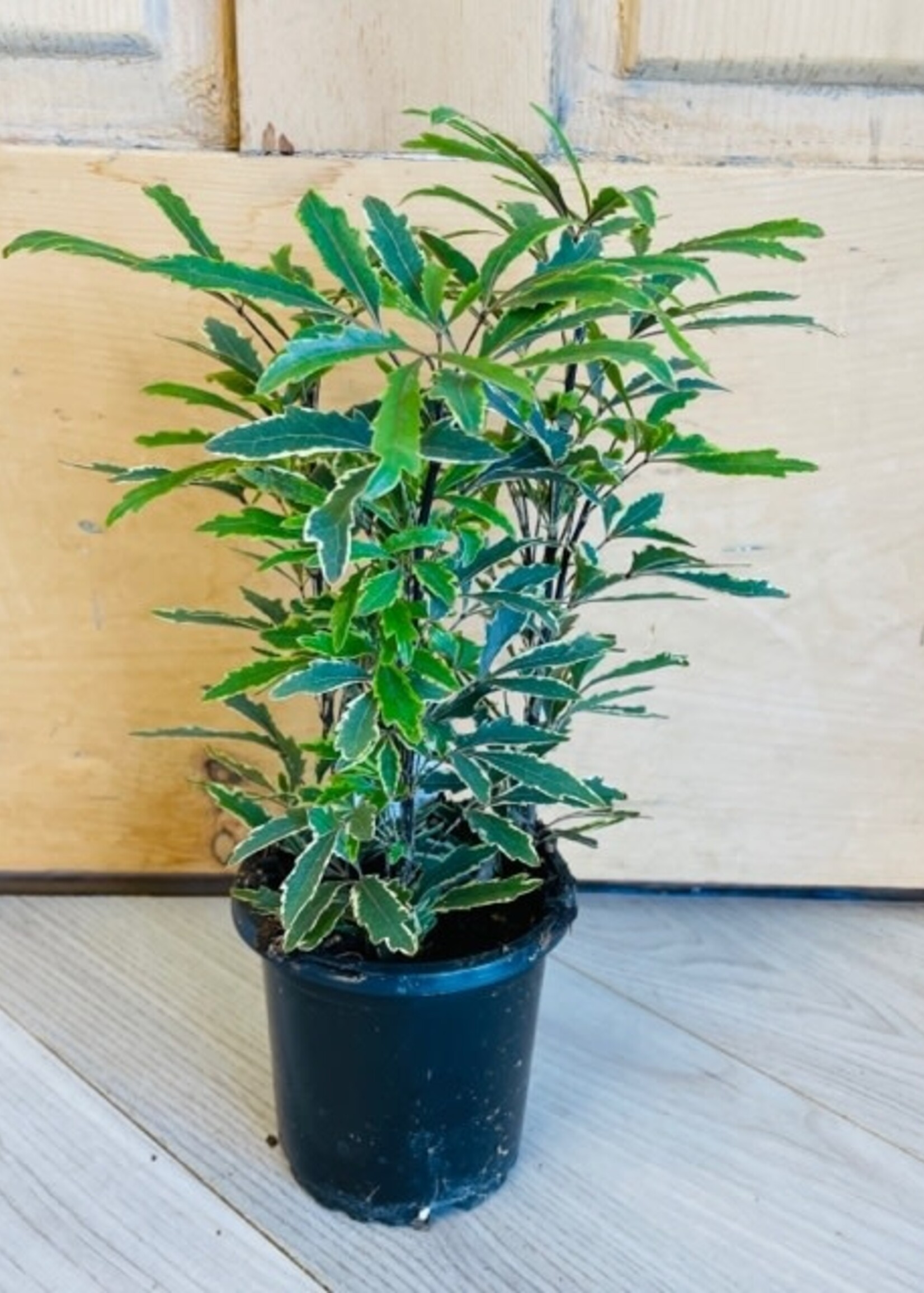 4'' Varigated False Aralia