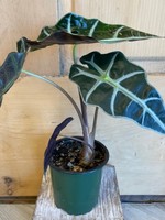 4" Alocasia Polly