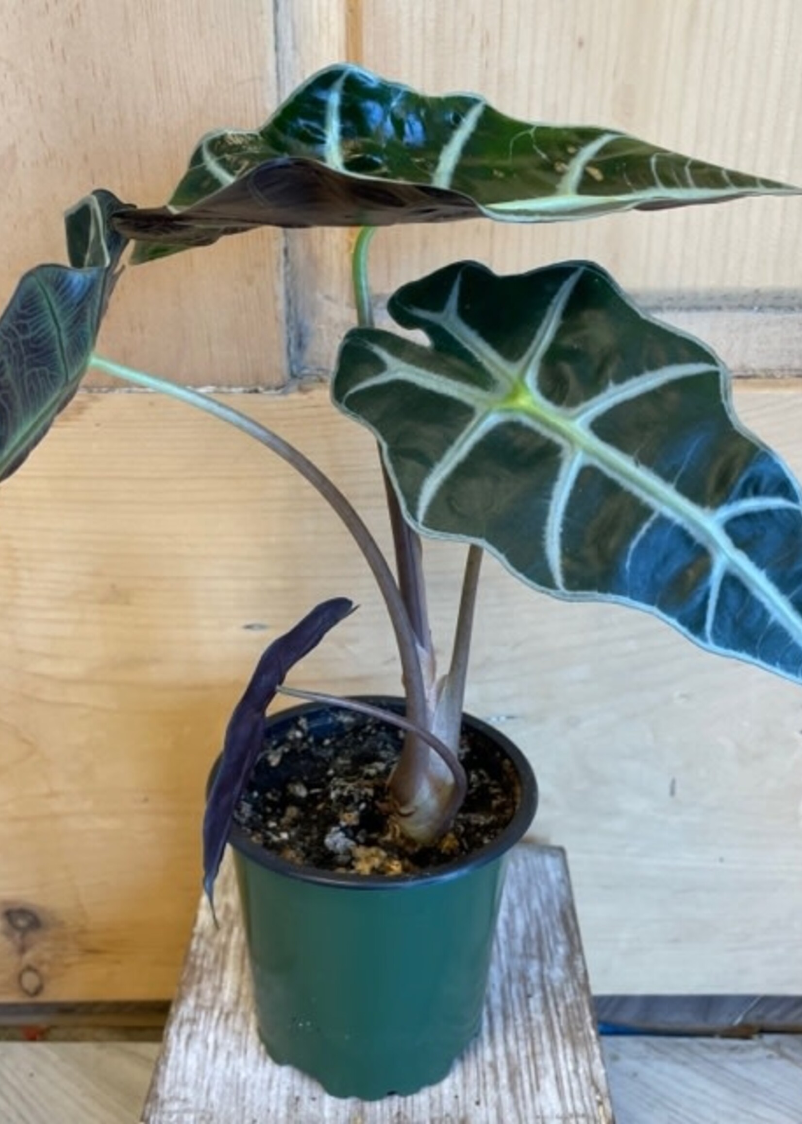4" Alocasia Polly