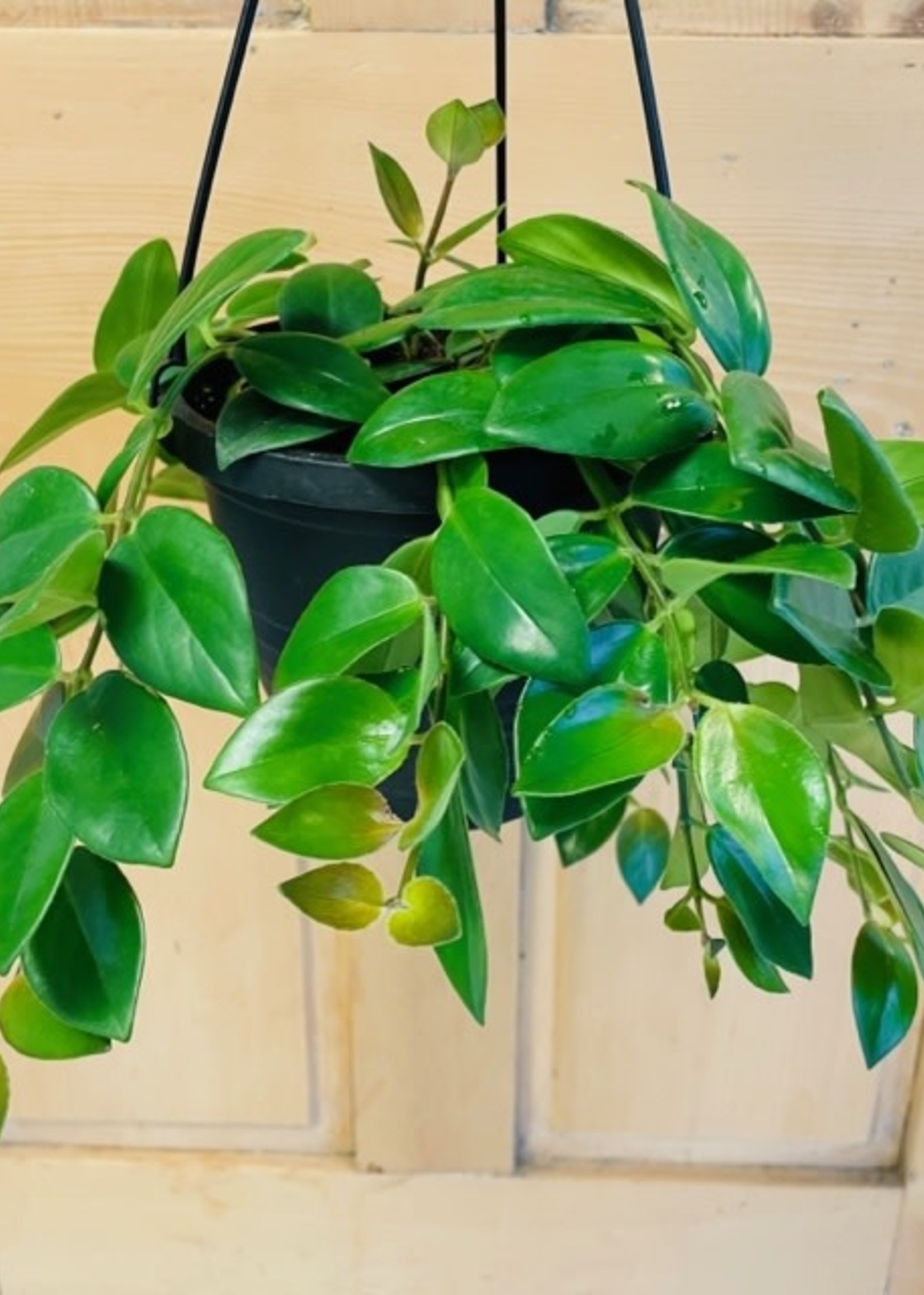 6'' Hanging Lipstick Plant