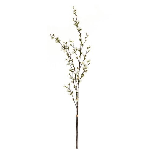 Quince Blossom Branch