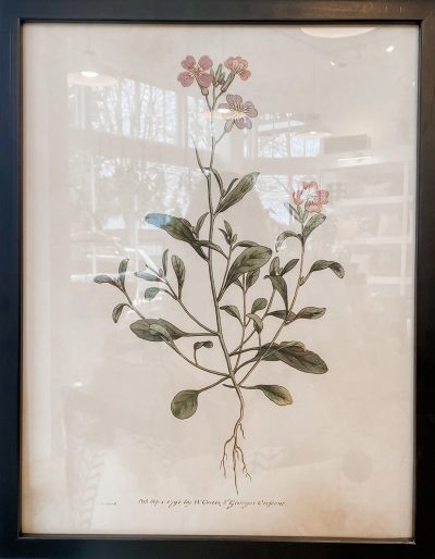 Sepia Botanical Framed Print