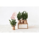 Faux Pine Tree Place Card Holders, Boxed Set of 4