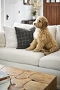 Dreamy Fur Pillow Cover
