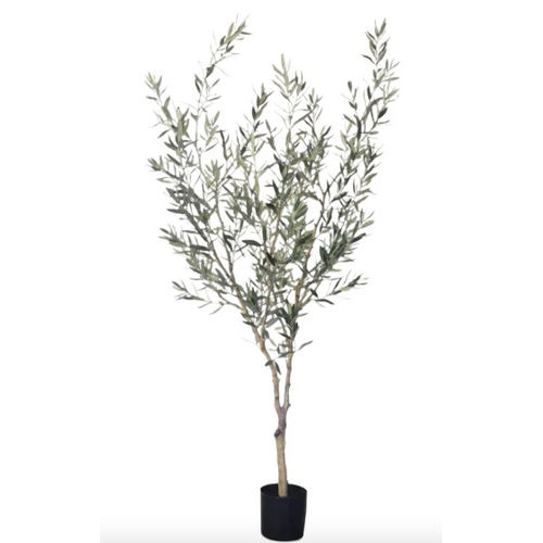 Olive Tree 6' No Olives