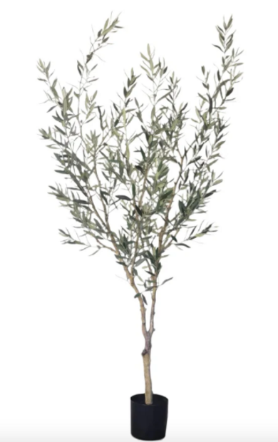 Olive Tree 6' No Olives