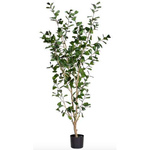 Triangle Ficus Tree 6'