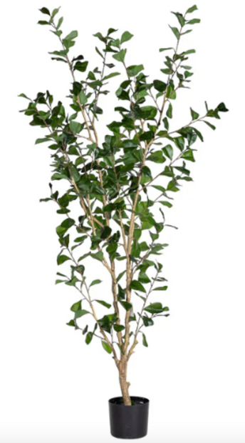 Triangle Ficus Tree 6'