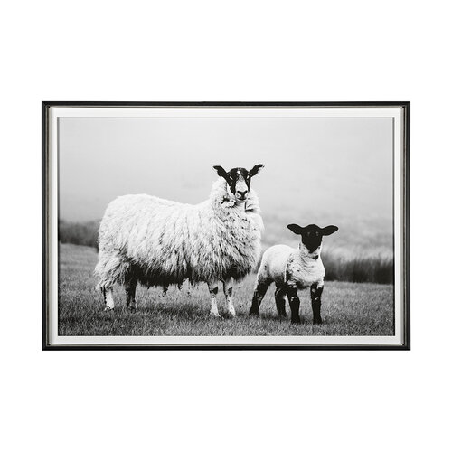 Islay Sheep I by Laura Marshall a Framed Photo Art Print