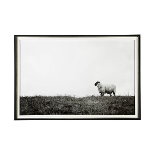 Islay Sheep II by Laura Marshall a Framed Photo Art Print