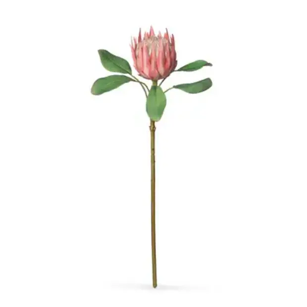 Pink Protea Stem
