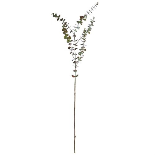 Tall Eucalyptus Branch