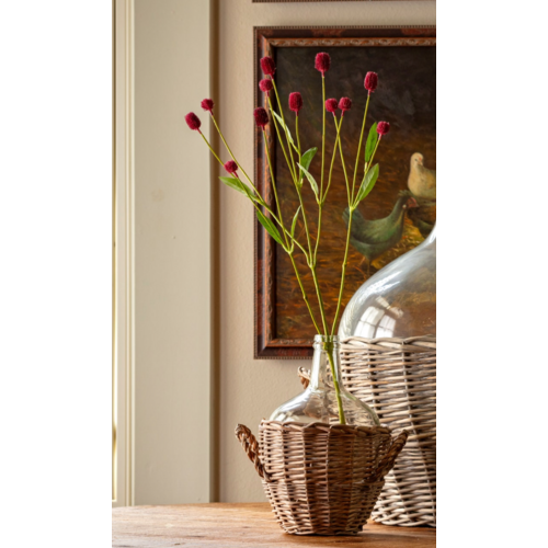 Gomphrena Magenta