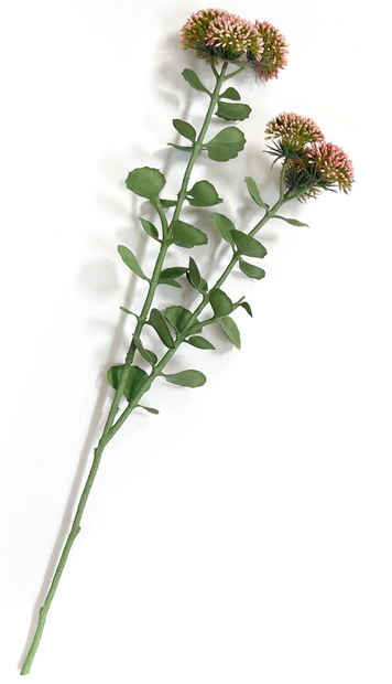 Blush Sedum Stem