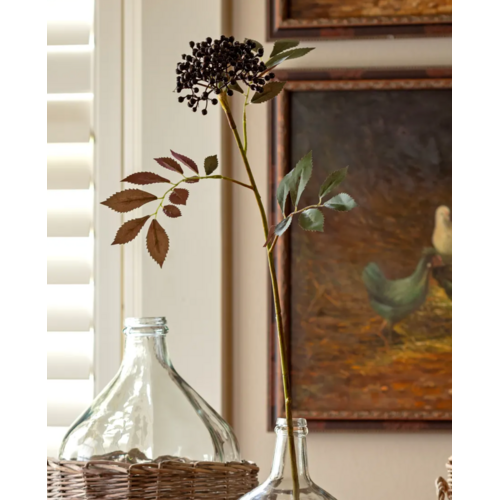 Elderberry Stem
