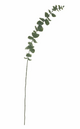 Silver Dollar Eucalyptus Stem 34"