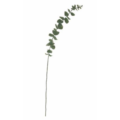 Silver Dollar Eucalyptus Stem 34"