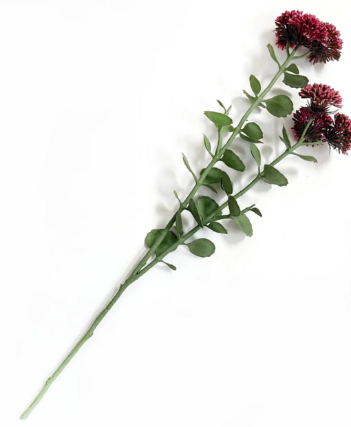 Sedum Stem
