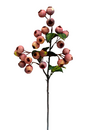 Crabapple Stem