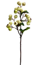 Crabapple Stem