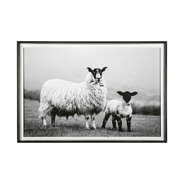 Islay Sheep Framed Photo Art Print by Laura Marshall