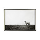 Islay Sheep Framed Photo Art Print by Laura Marshall
