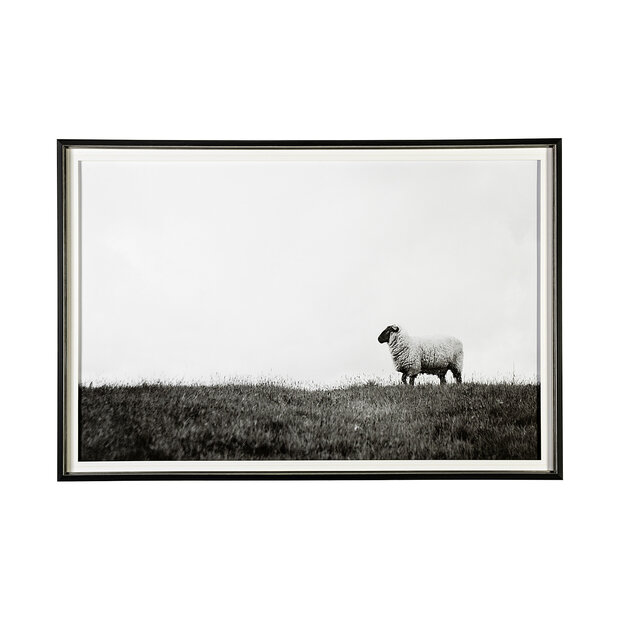 Islay Sheep Framed Photo Art Print by Laura Marshall