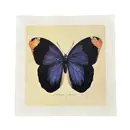 Blue Butterfly - Flora & Fauna Collection 11"x11"