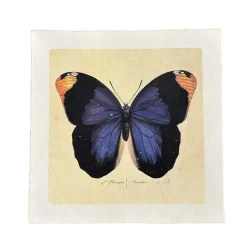 Blue Butterfly - Flora & Fauna Collection 11"x11"