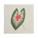 Caladium Leaf - Flora & Fauna Collection 8"x8"