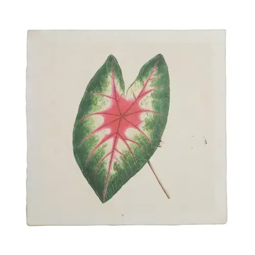 Caladium Leaf - Flora & Fauna Collection 8"x8"