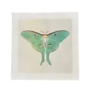 Green Luna Moth - Flora & Fauna Collection 11"x11"