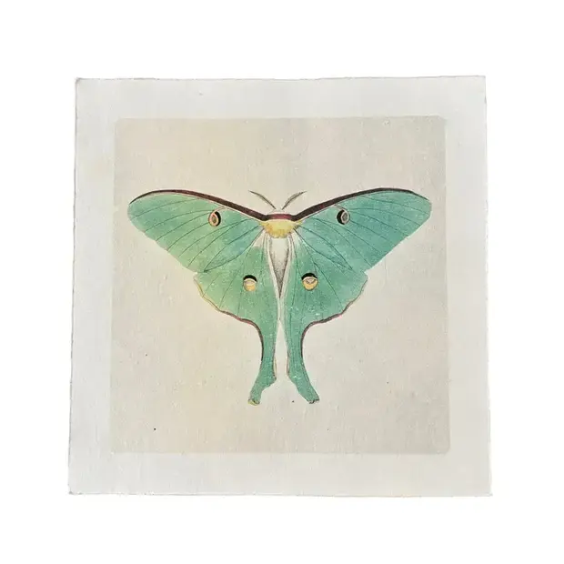 Green Luna Moth - Flora & Fauna Collection 11"x11"