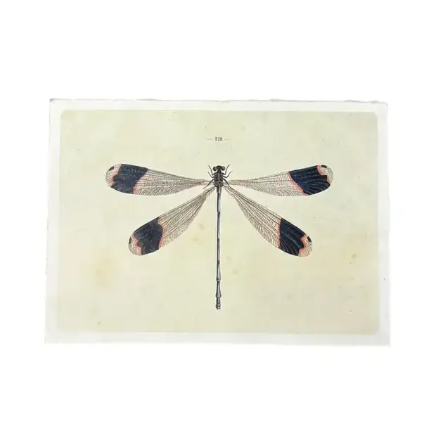 Solo Dragonfly - Flora & Fauna Collection 16"x12"