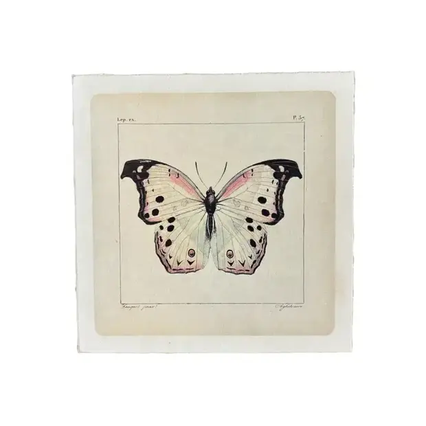 White Butterfly - Flora & Fauna Collection 8"x8"
