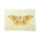 Yellow Moth - Flora & Fauna Collection 16"x12"