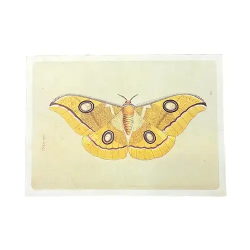 Yellow Moth - Flora & Fauna Collection 16"x12"