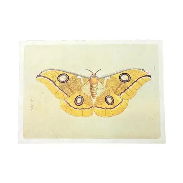 Yellow Moth - Flora & Fauna Collection 16"x12"