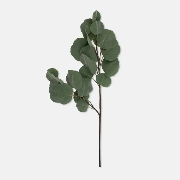 Eucalyptus Silver Dollar