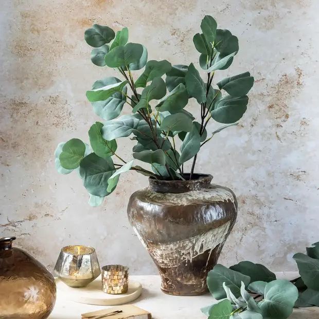 Eucalyptus Silver Dollar