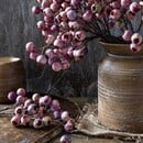 Hawthorn Berry Stem