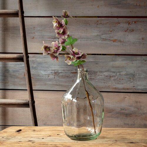 Hellebore Purple Stem
