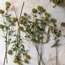Scabiosa Spray Stem