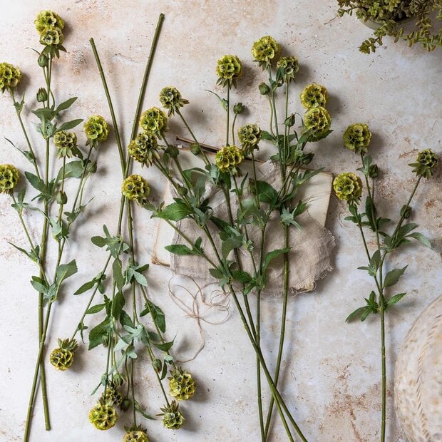 Scabiosa Spray Stem
