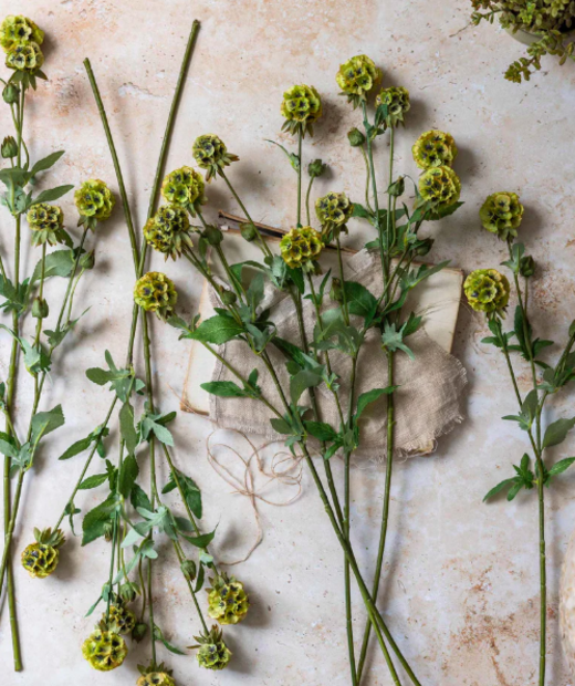 Scabiosa Spray Stem