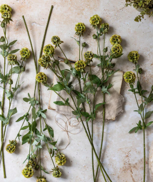 Scabiosa Spray Stem