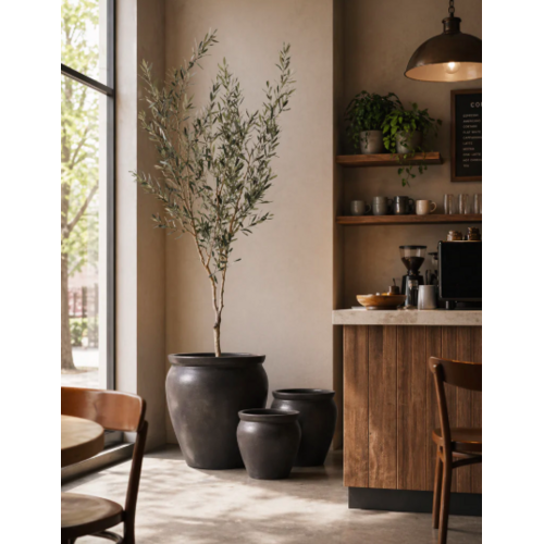 Olive Tree 6' No Olives